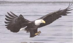 Click to enlarge image  - Bald Eagle - 