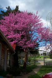 Click to enlarge image  - Red Bud Trees - 